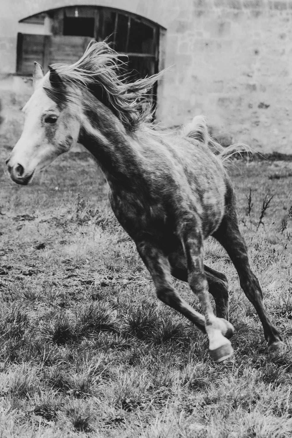 history of Arabian horses history of Arabian horses