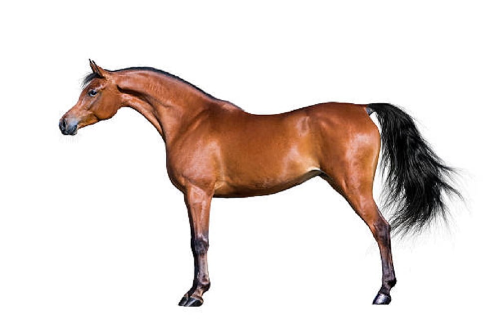 Arabian Horse: Beauty, History, and Elegance