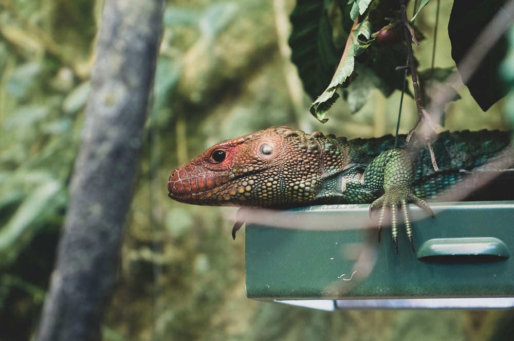 Bearded Dragons