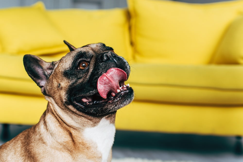 Unveiling the Charm of Bulldogs: A Guide to These Loveable Companions 1 Bulldog