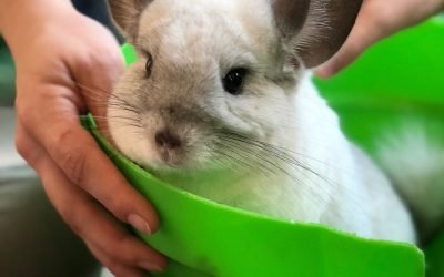 Spacious chinchilla cage with shelves and platforms for play and rest.