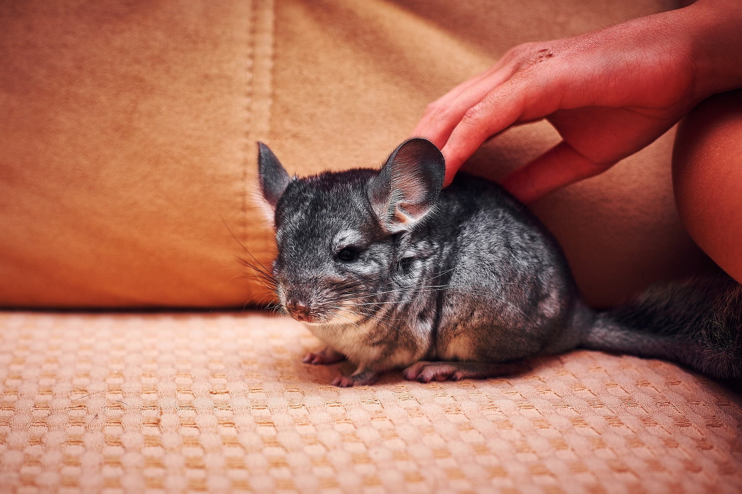 Chinchillas 