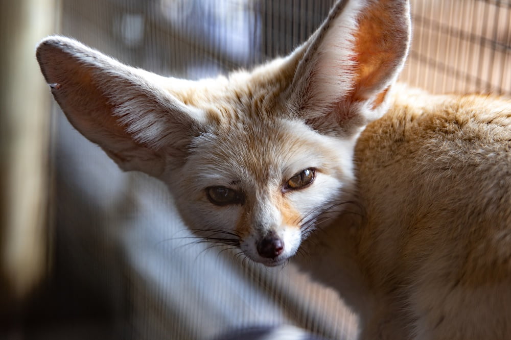 Exotic Pet Breeds: