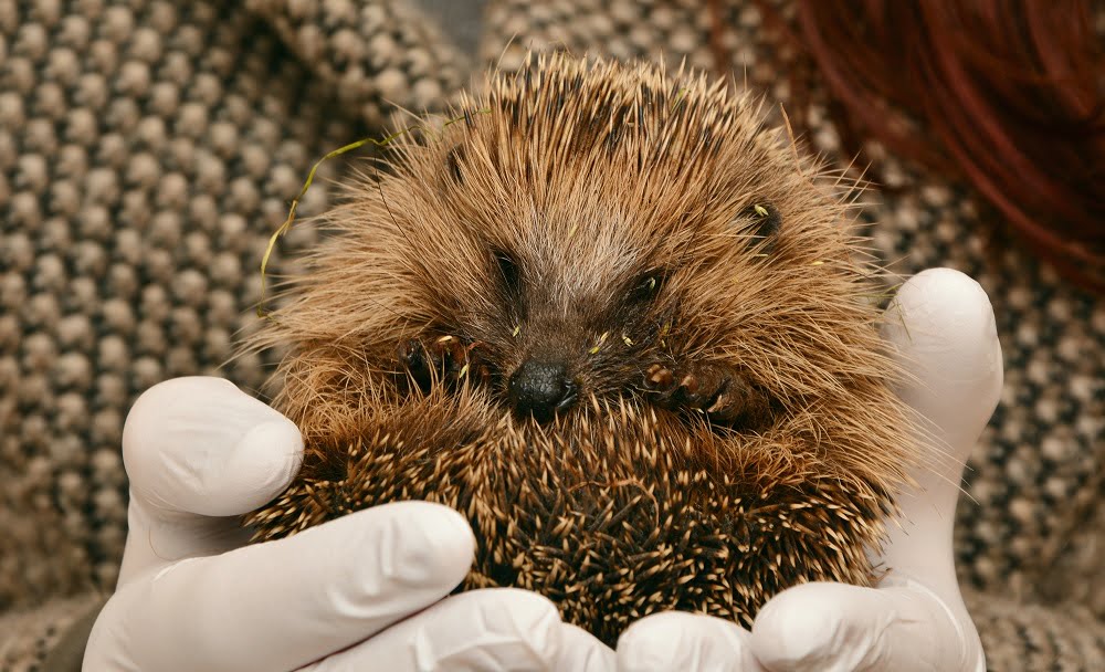 Exotic Pet Breeds: