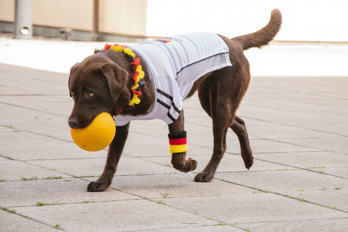 Labrador Retriever: The Friendly and Versatile Companion Labrador Retriever: The Friendly and Versatile Companion