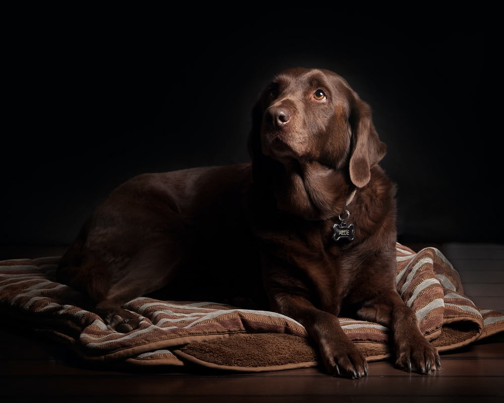 Labrador Retriever: The Friendly and Versatile Companion