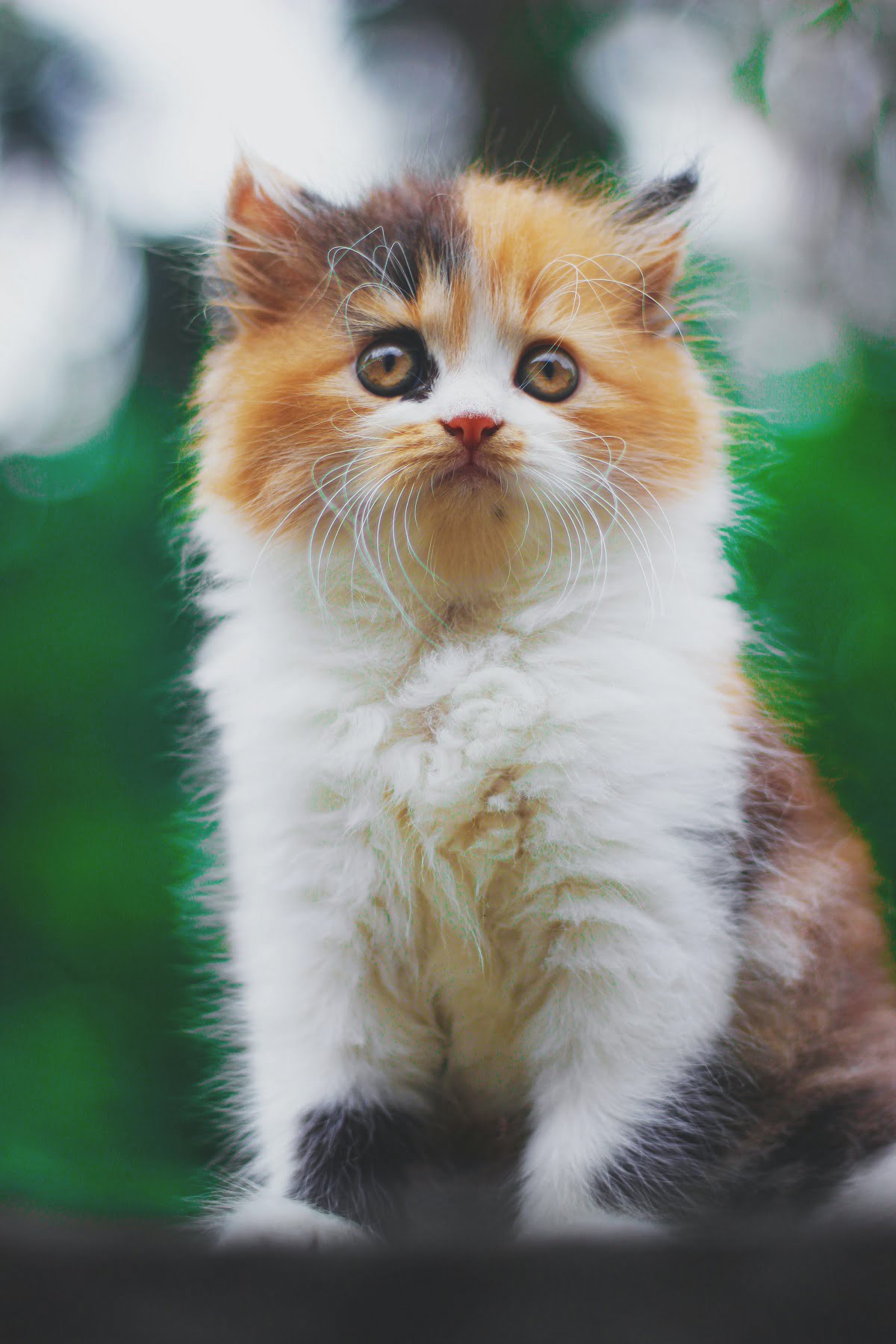 Persian Cats: The Epitome of Elegance and Grace
