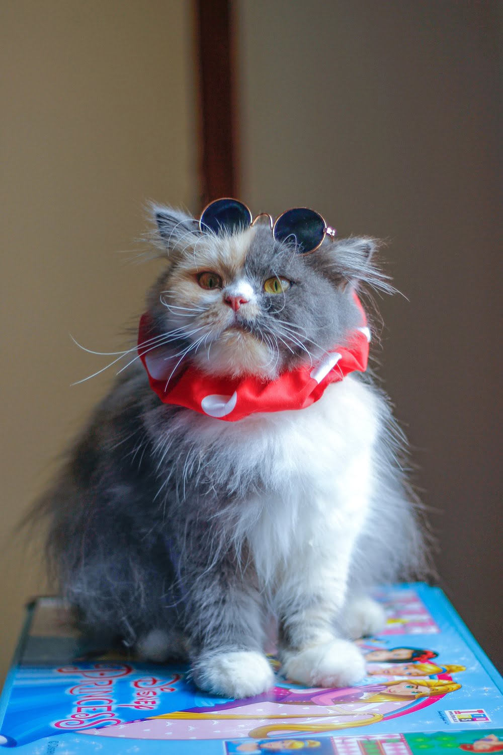 The Persian cat, often referred to as the "Persian Longhair