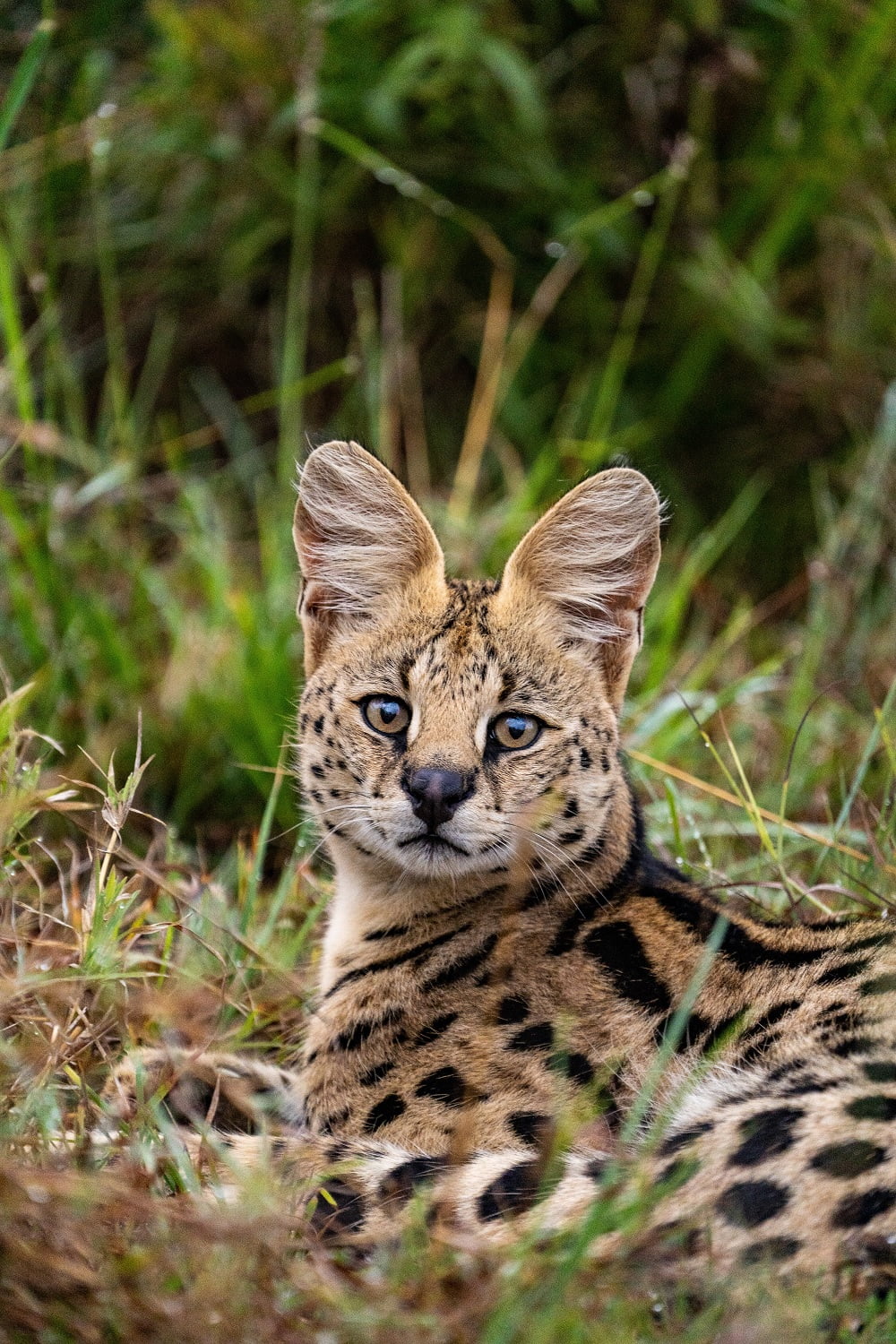 Exotic Pet Breeds: