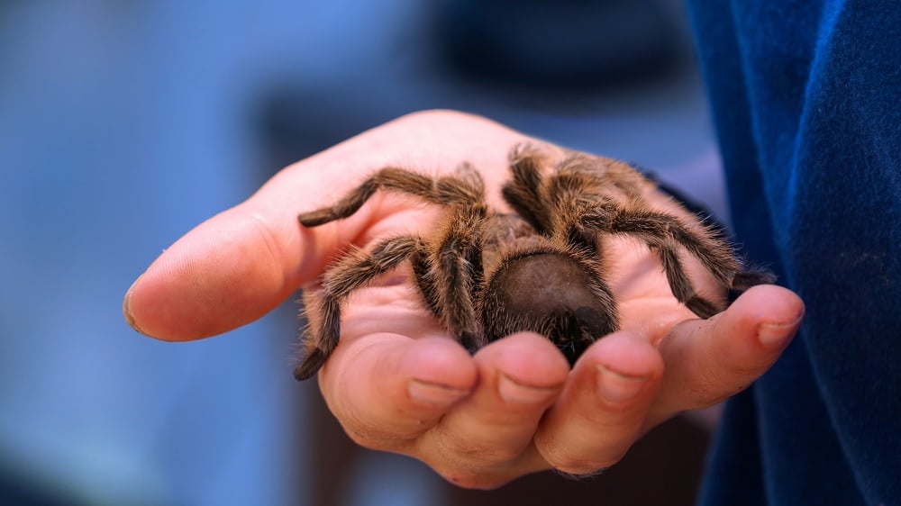 Exotic Pet Breeds: