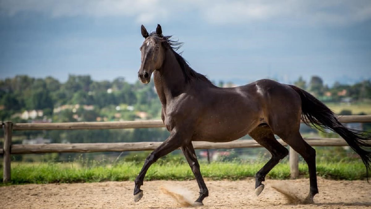 The Majesty of Thoroughbred Horses: A Deep Dive into Racing Legends The Majesty of Thoroughbred Horses: A Deep Dive into Racing Legends