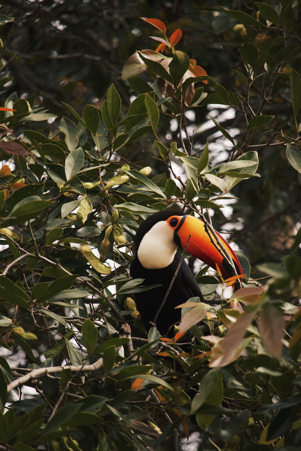 Exotic Pet Breeds: