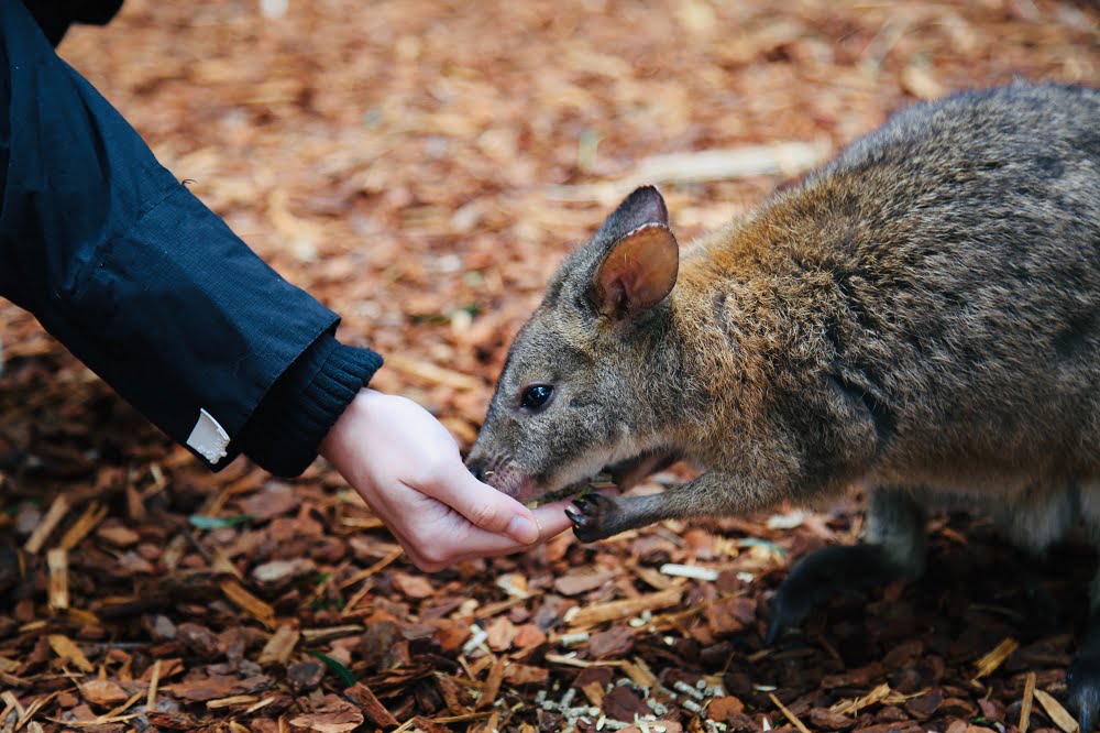 Exotic Pet Breeds: