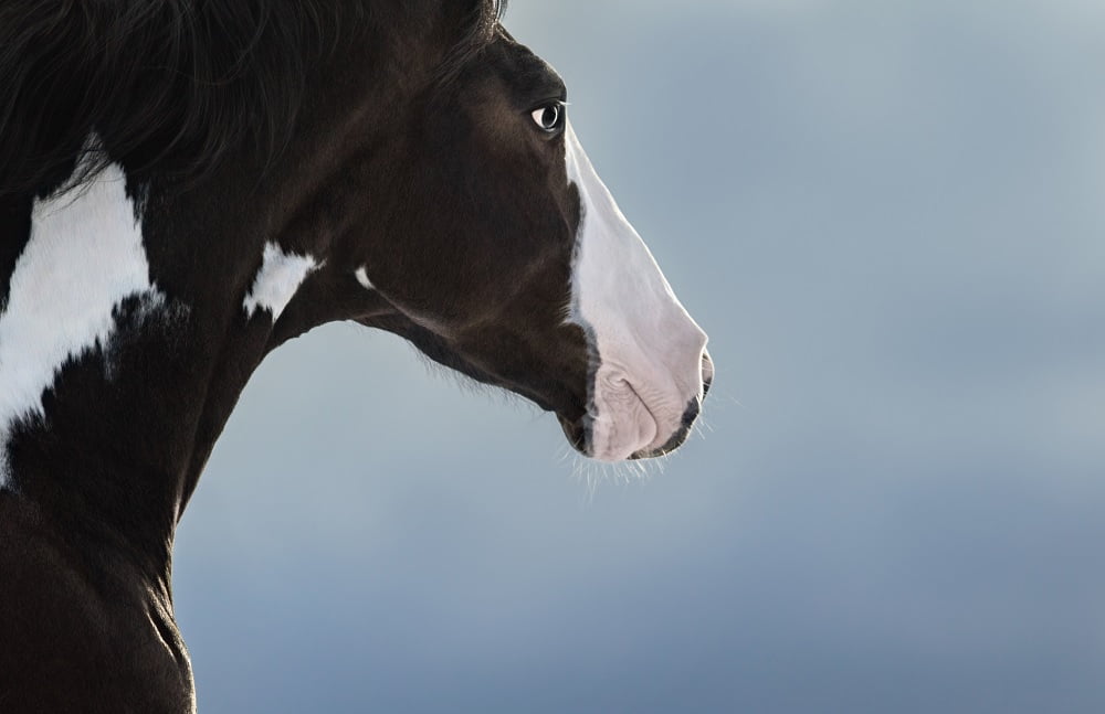 American Paint Horse: A Colorful Equine Companion 1 american paint horse association