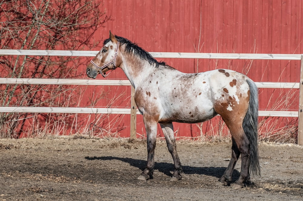 appaloosa horse origin