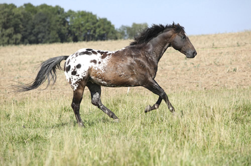 appaloosa horse