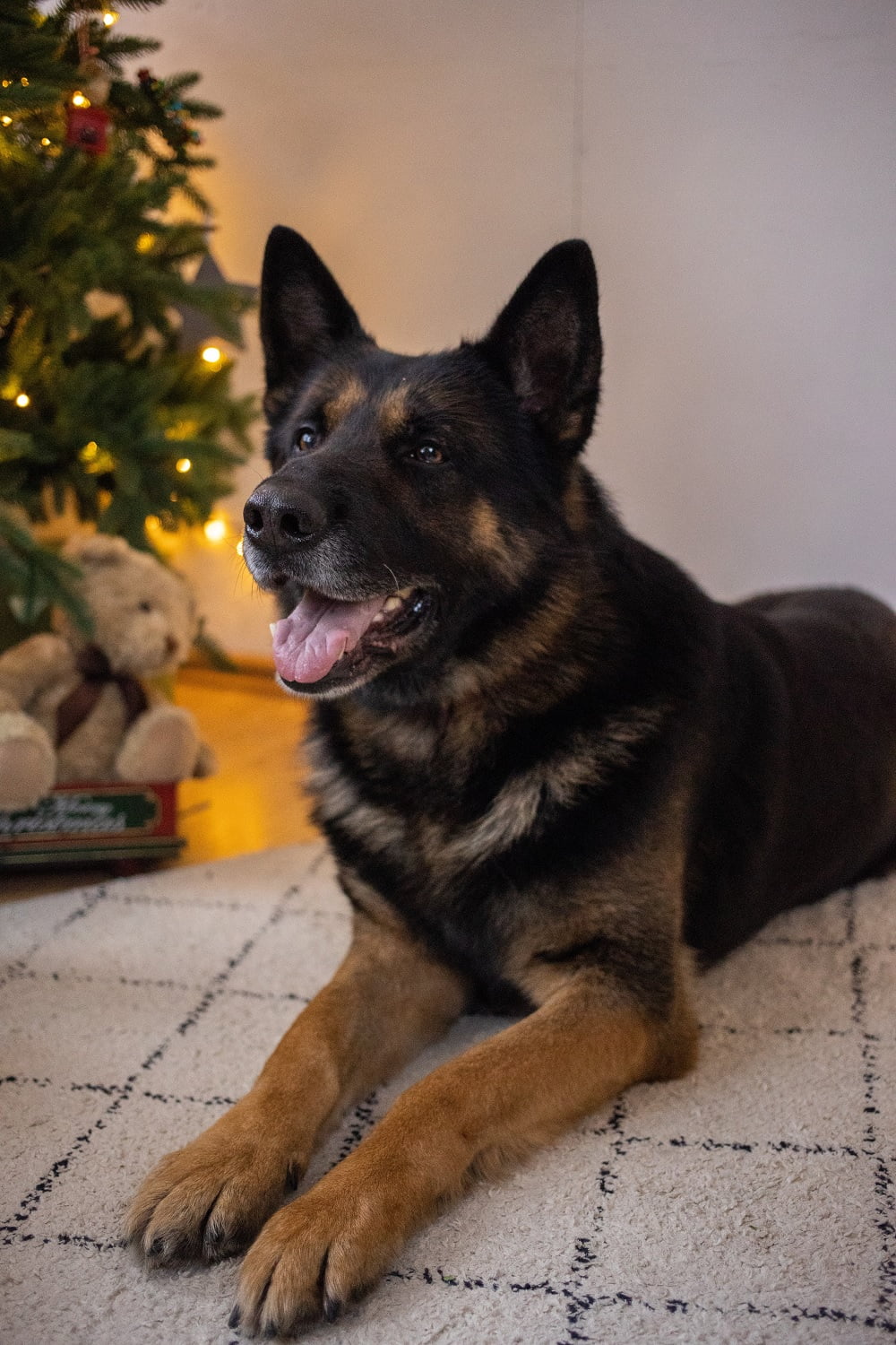 german shepherd german shepherd