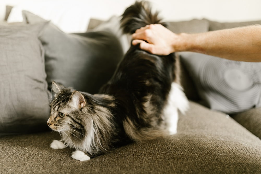 black maine coon black maine coon