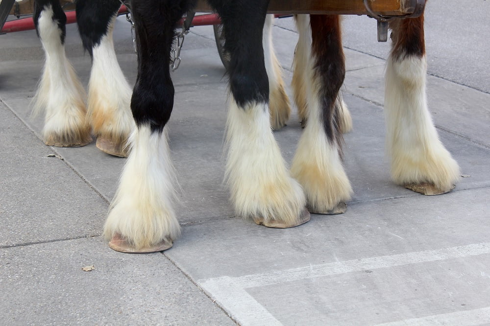 Clydesdale: The Gentle Giants of the Equine World 1 express clydesdales