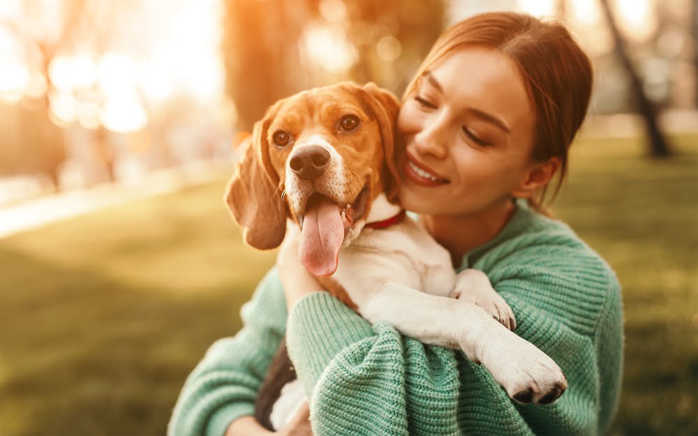 The Beagle: Your Fun-Loving, Furry Friend 1 fauci beagles