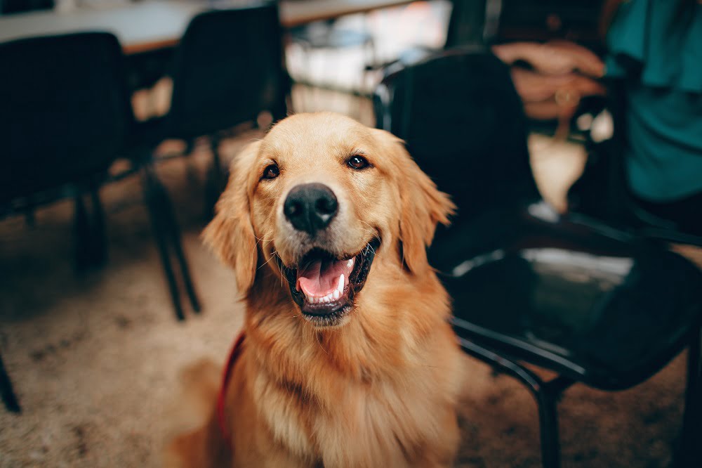 The Golden Retriever: Your Loyal and Loving Companion 1 english golden retriever