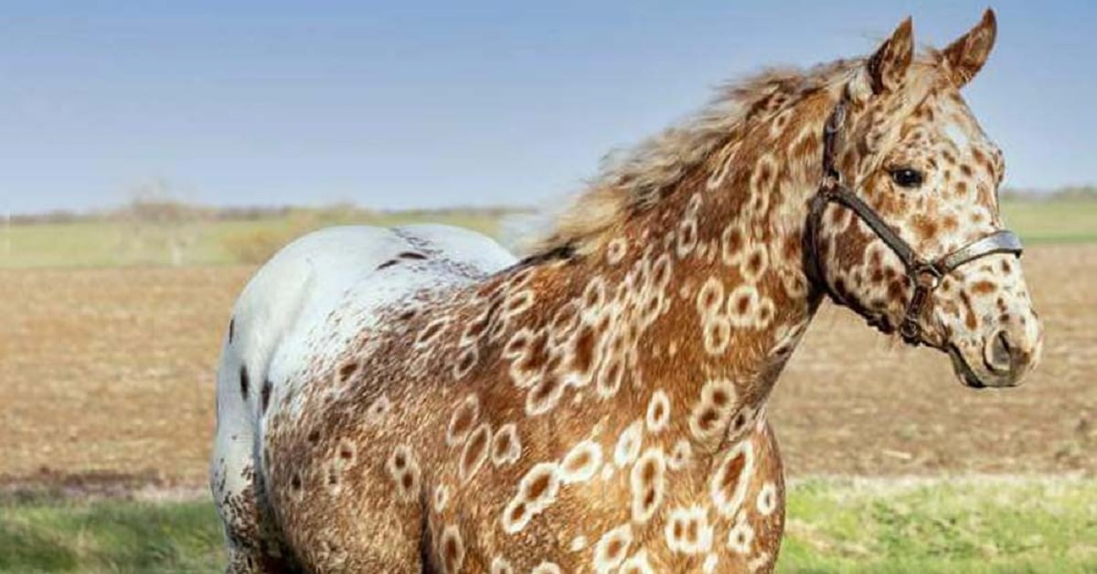 peacock appaloosa horse