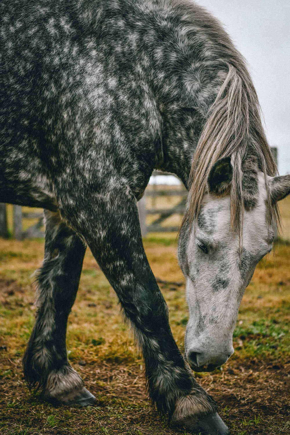 Percheron Horses: Majestic Giants of France 1 percheron horse association