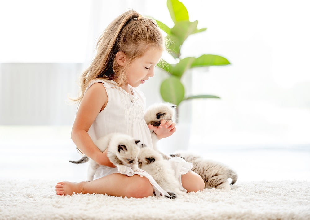 The Gentle Giants: Unraveling the Mystique of Ragdoll Cats 1 ragdoll kittens