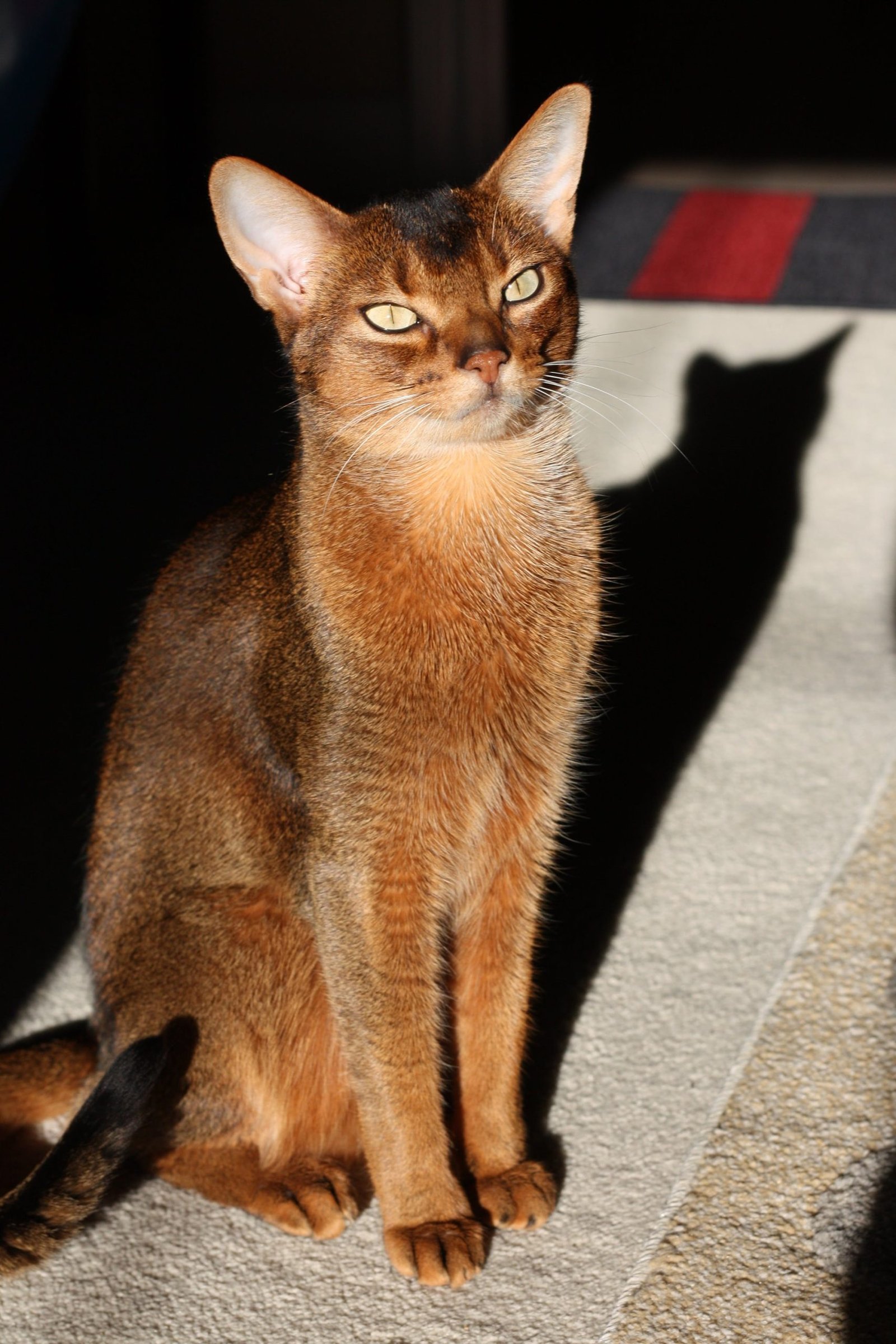 Abyssinian Cat Pet Breeds