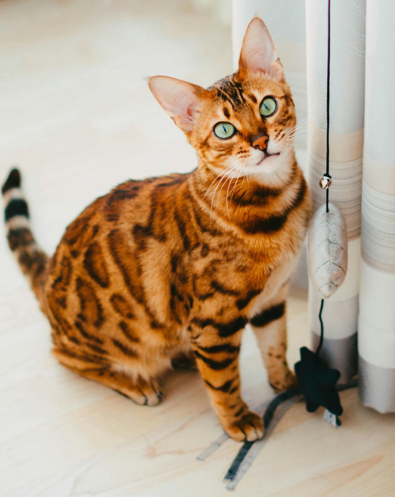 Bengal Cat Pet Breeds