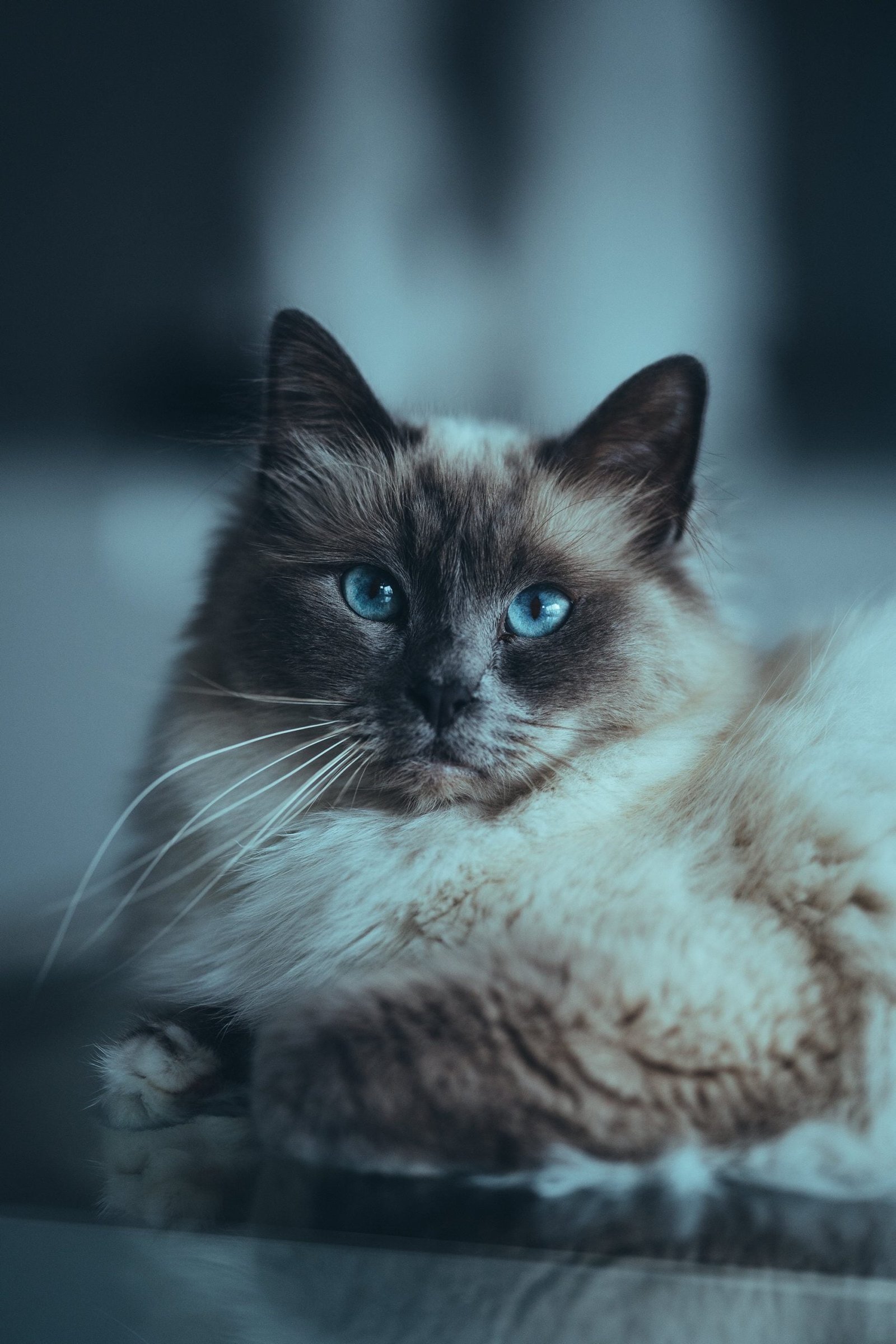 Birman Cat Pet Breeds
