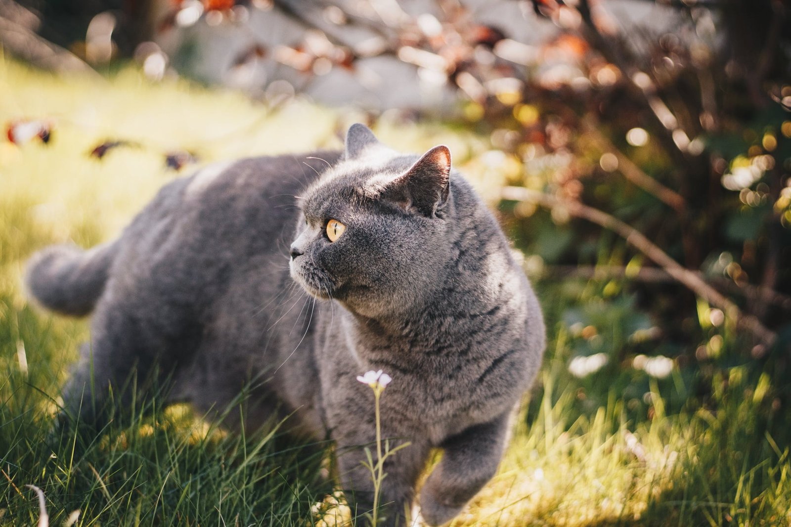 British Shorthair Cat Pet Breeds