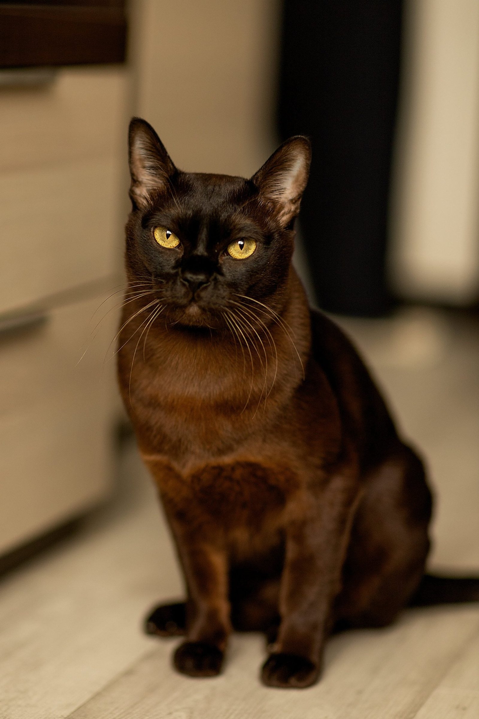 Burmese Cat Pet Breeds