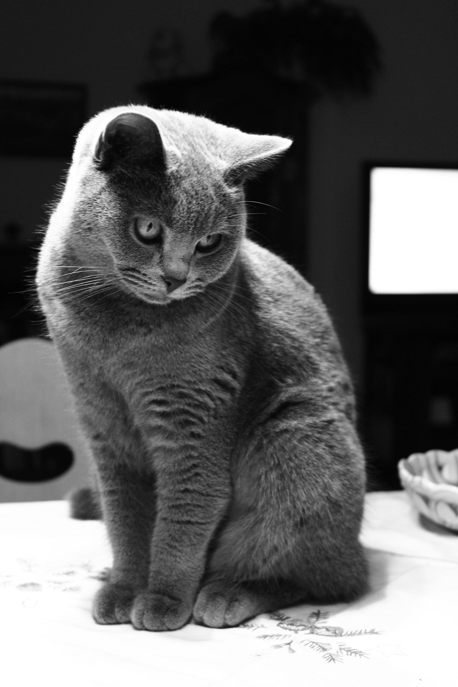 Chartreux Cat Pet Breeds