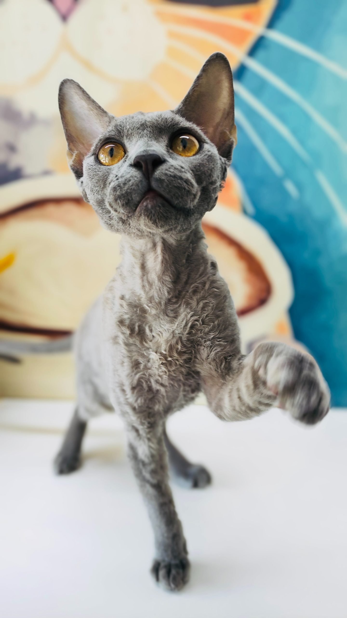 Cornish Rex Cat Pet Breeds