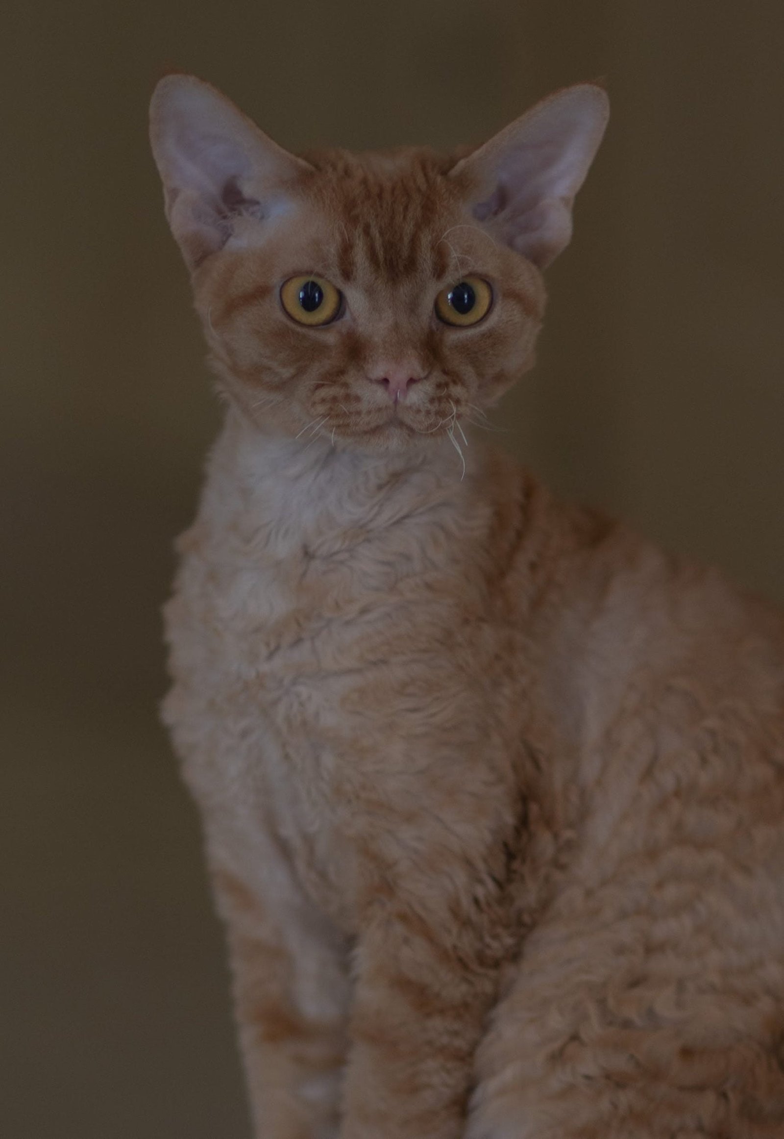 Devon Rex Cat Pet Breeds