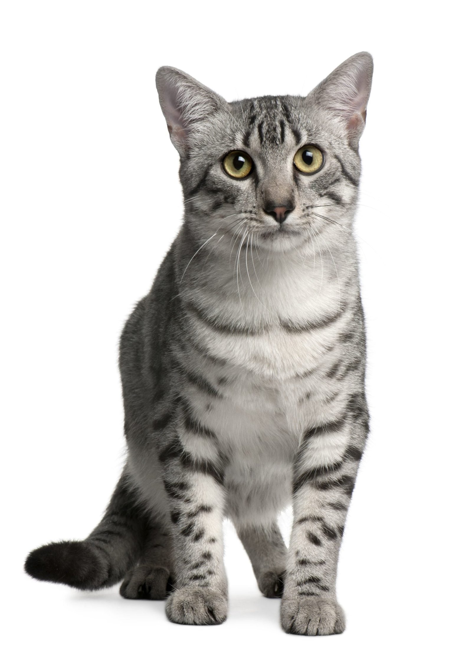 Egyptian Mau Cat Pet Breeds