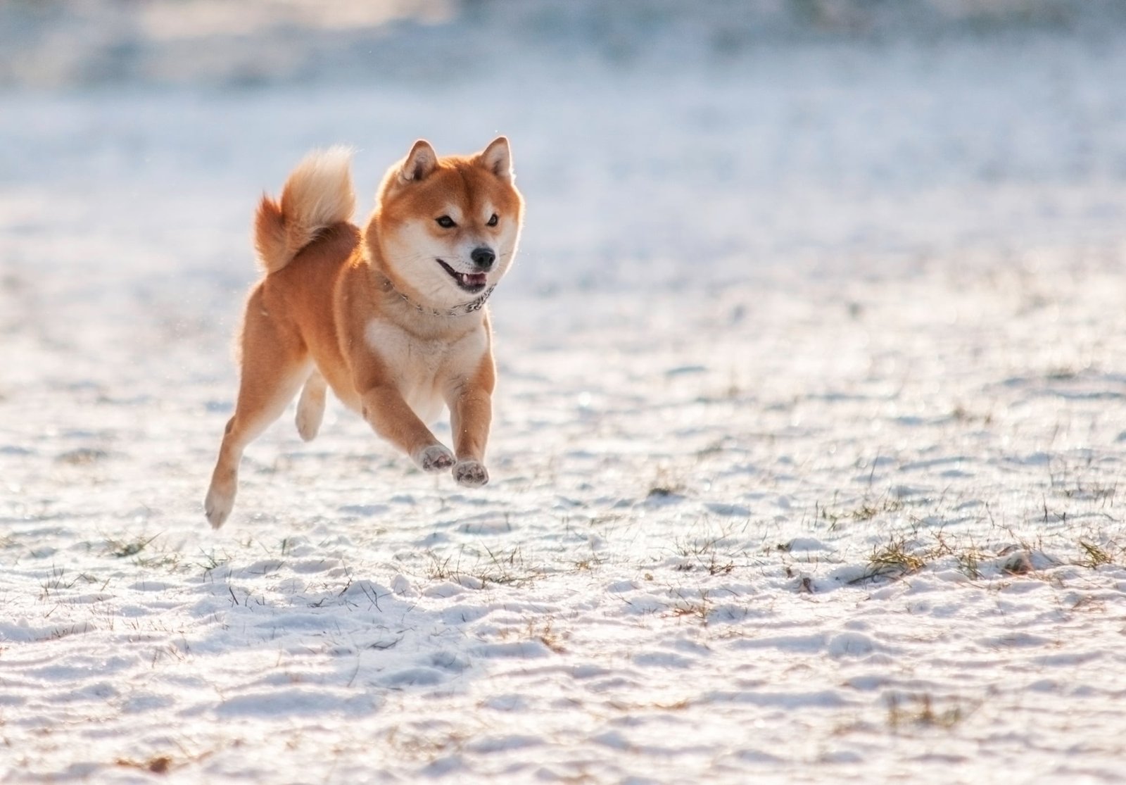 FAQs About Shiba Inu
