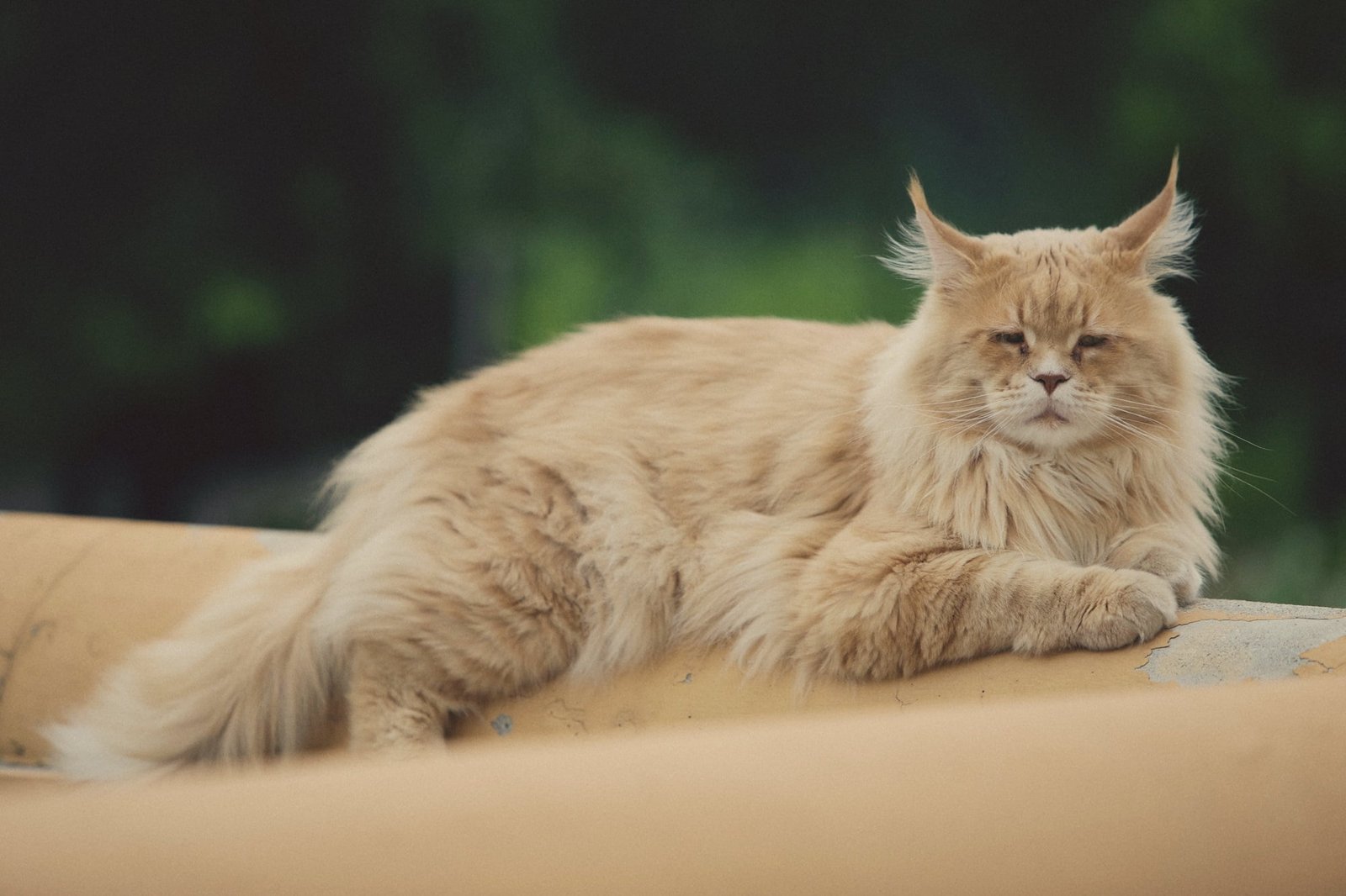 Maine Coon Cat Pet Breeds
