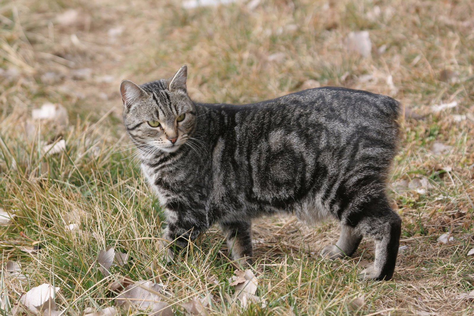 Manx Cat Pet Breeds