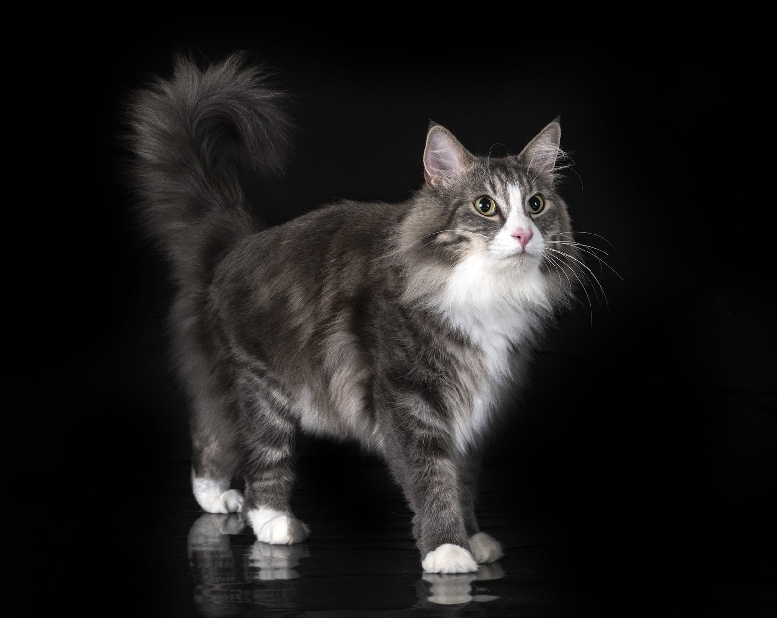 Norwegian Forest Cat Pet Breeds