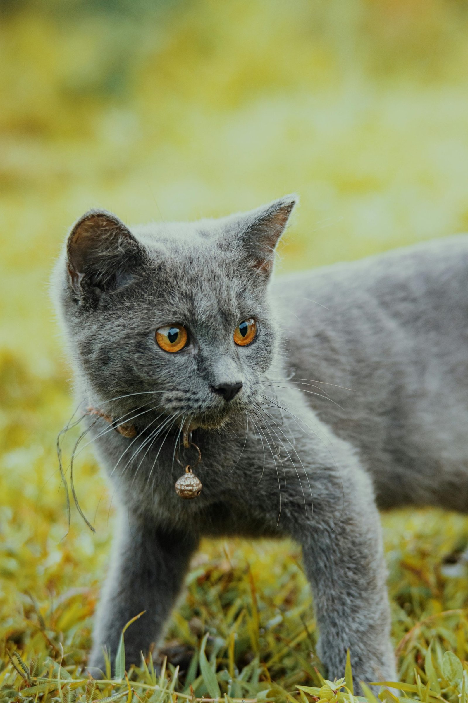 Russian Blue Cat Pet Breeds