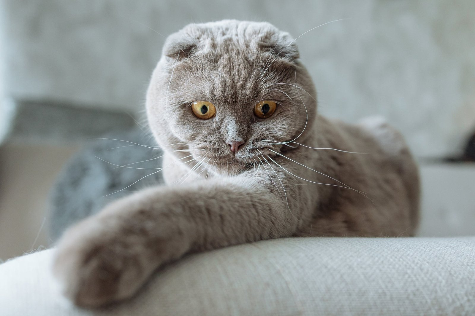 Scottish Fold Cat Pet Breeds