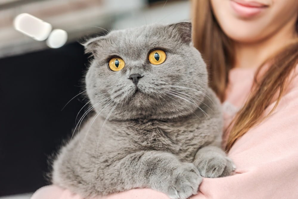Scottish Fold Cat