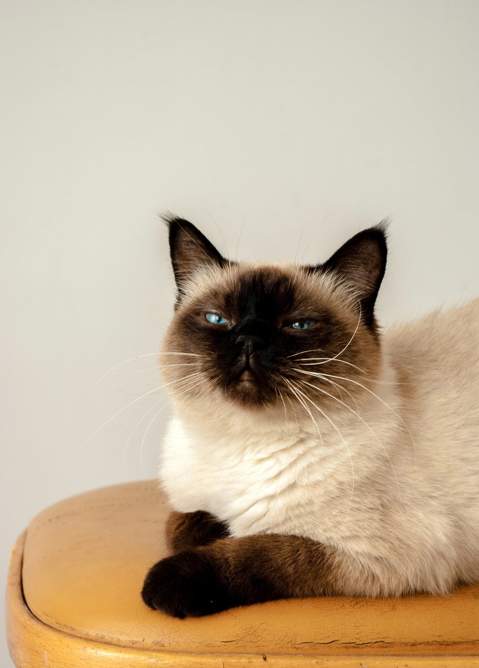 Siamese Cat Pet Breeds