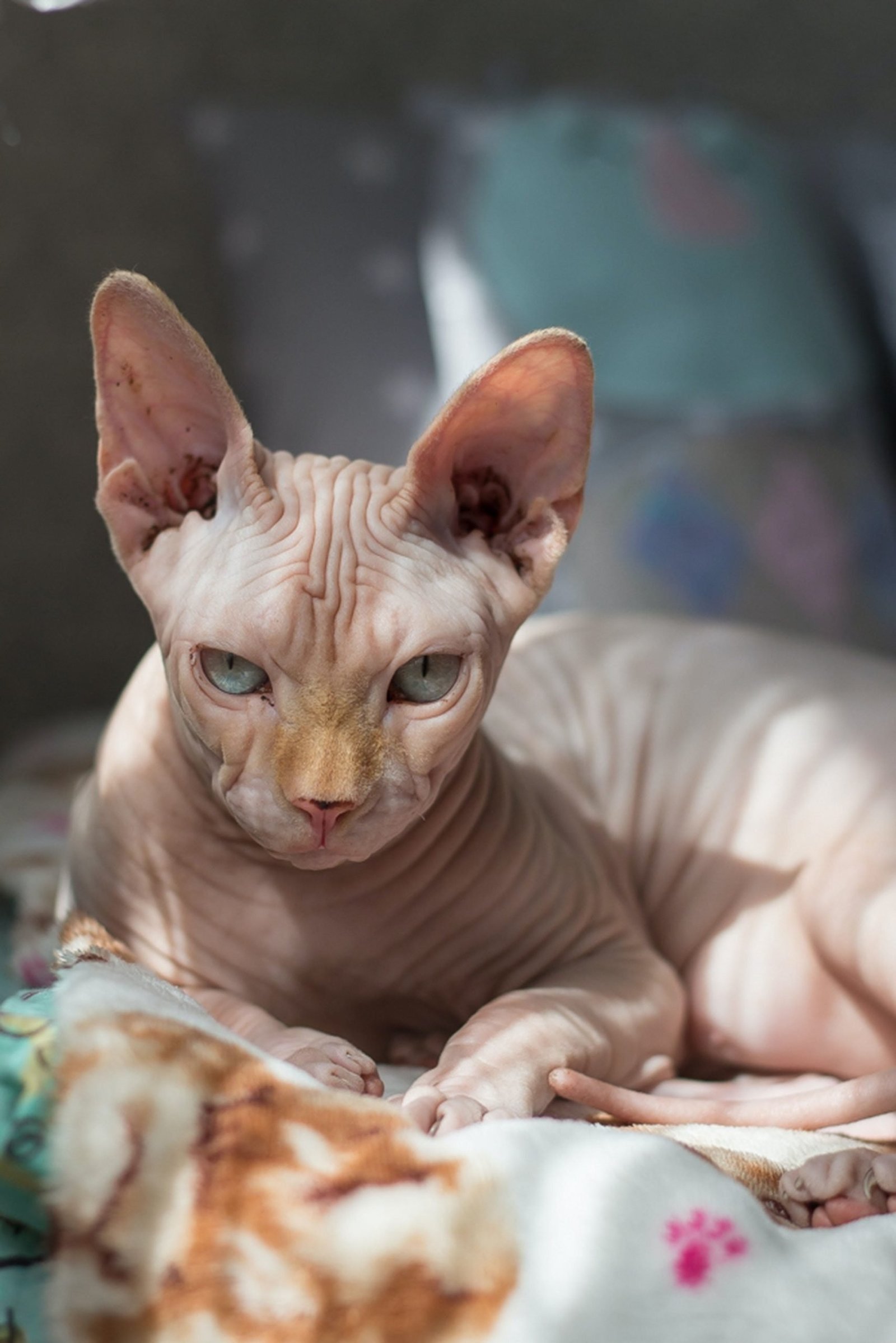 Sphynx Cat Pet Breeds