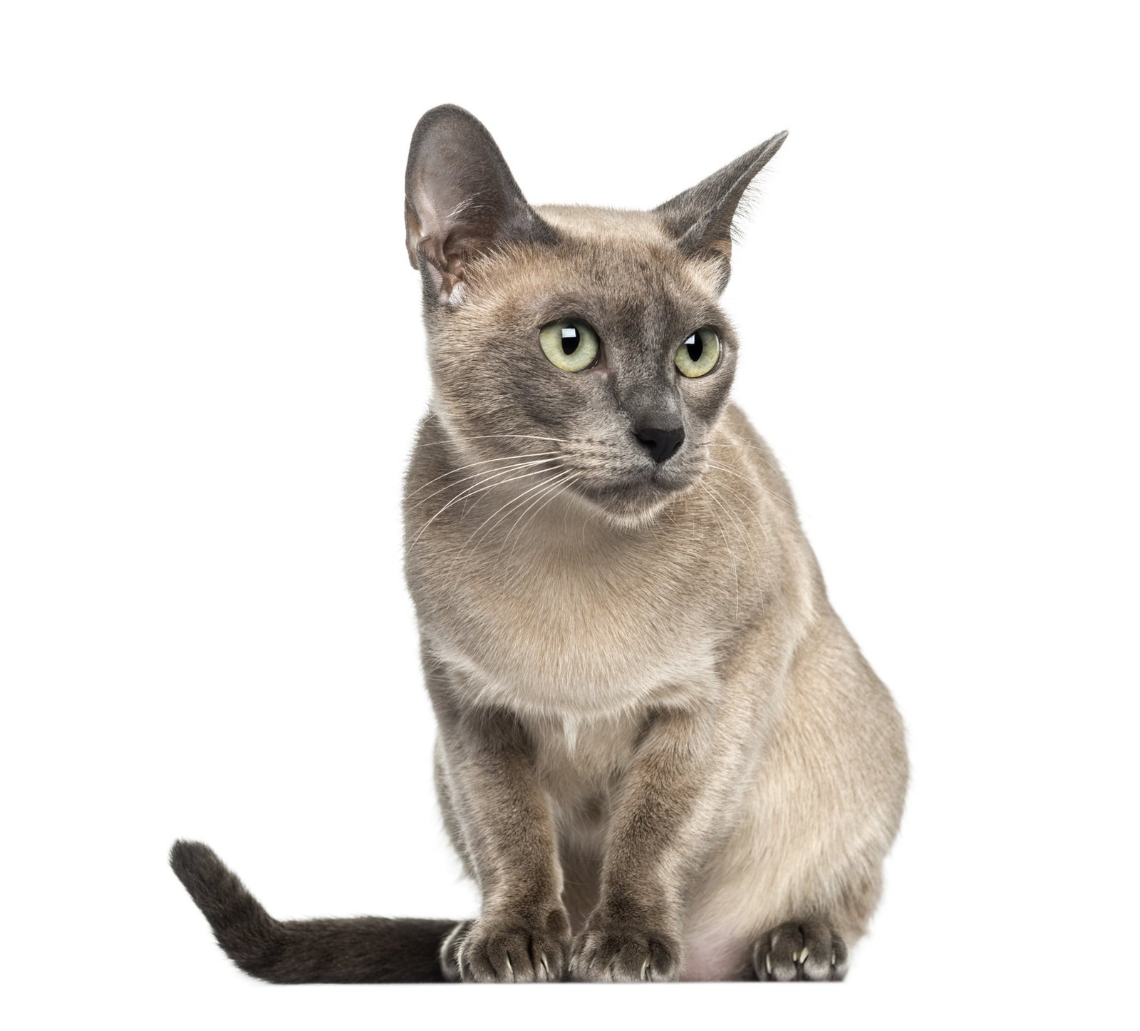 Tonkinese Cat Pet Breeds
