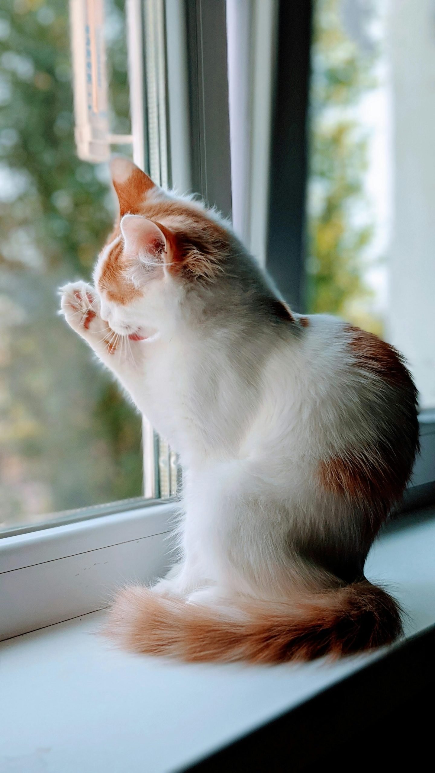 Turkish Van Cat Pet Breeds