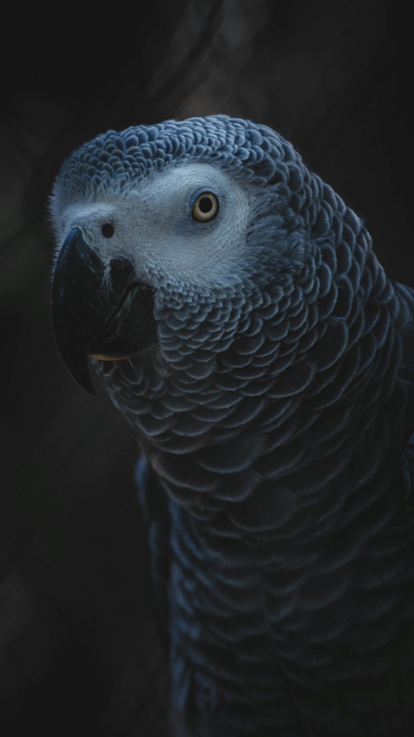 african grey parrot cost