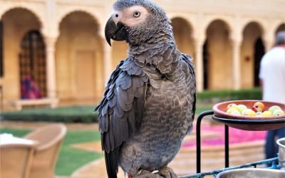 african grey parrot talking